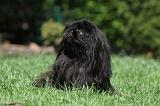 PEKINOIS 153